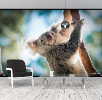 Picture of Climbing Koala